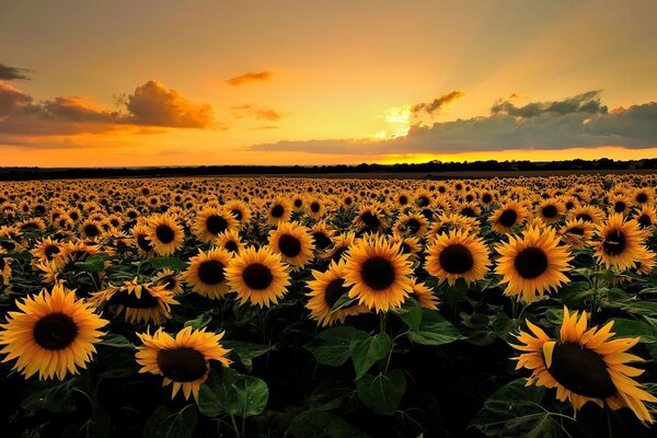 Girasoles al atardecer sin fin