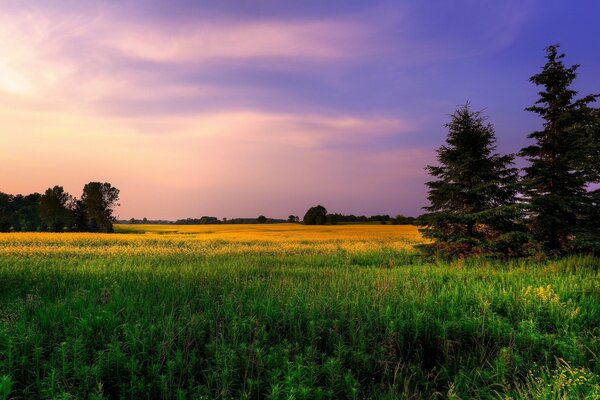 Purple sky and yellow and green meadow
