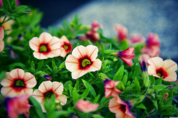 Schöne Blumen im Garten