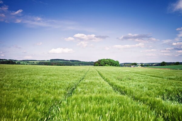 Paesaggio del cielo blu nel campo