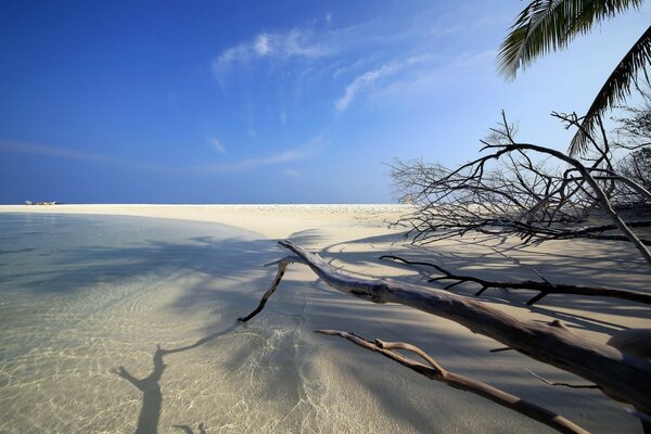 Tropikalna plaża, w wodzie kontury drzew