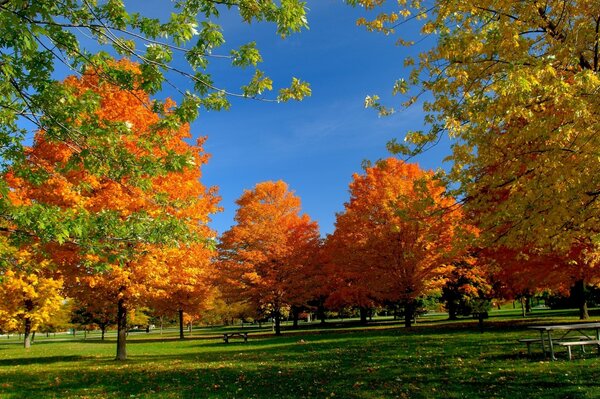 Осенний парк хорошее место для пикника
