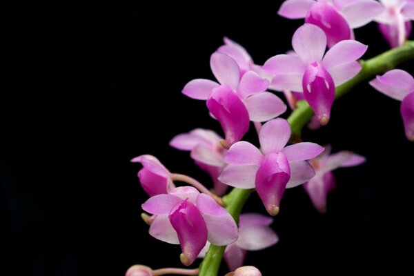 Ветка кустовой орхидеи на черном фоне