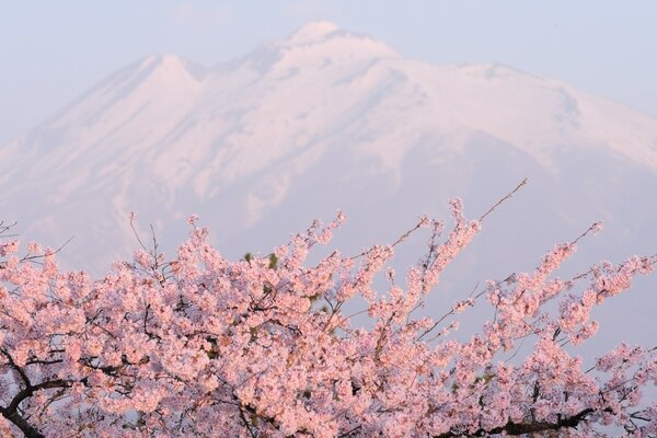 Cherry blossoms on the background of beautiful mountains