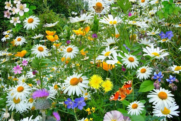 Landschaft mit Wildblumen und Schmetterling