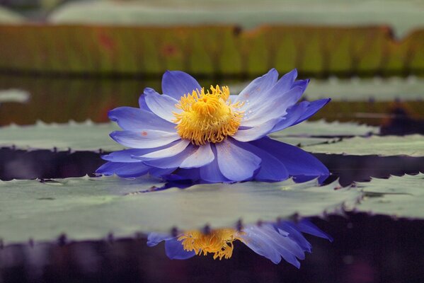 Reflection in the pond of the blue lily