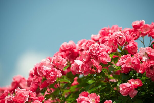 Hermoso arbusto de rosas contra el cielo