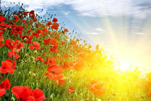 Summer sun rays illuminating poppies