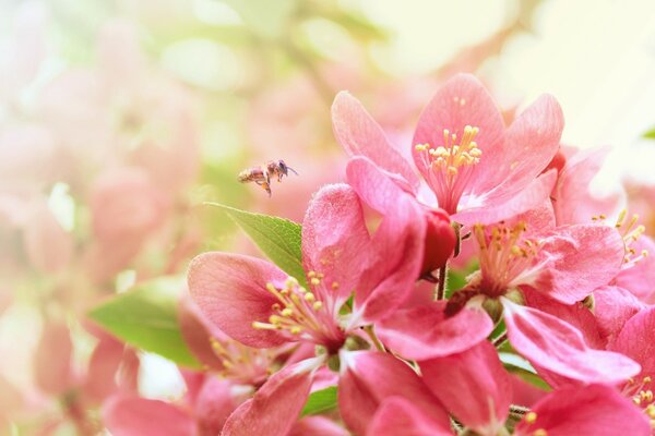 Im Frühjahr setzen sich Insekten auf Blumen und Bäume