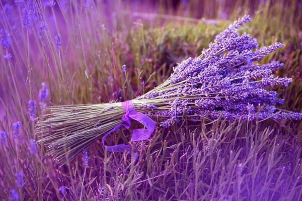 Ramo de lavanda en un campo lila