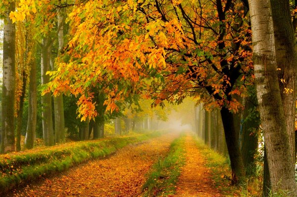 Autumn road in the golden forest