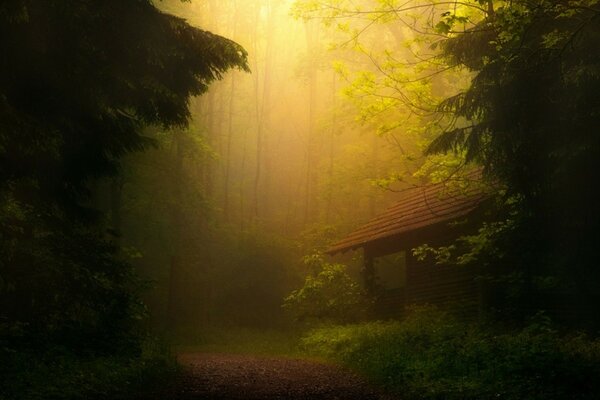 Bellezza della natura con tempo nebbioso