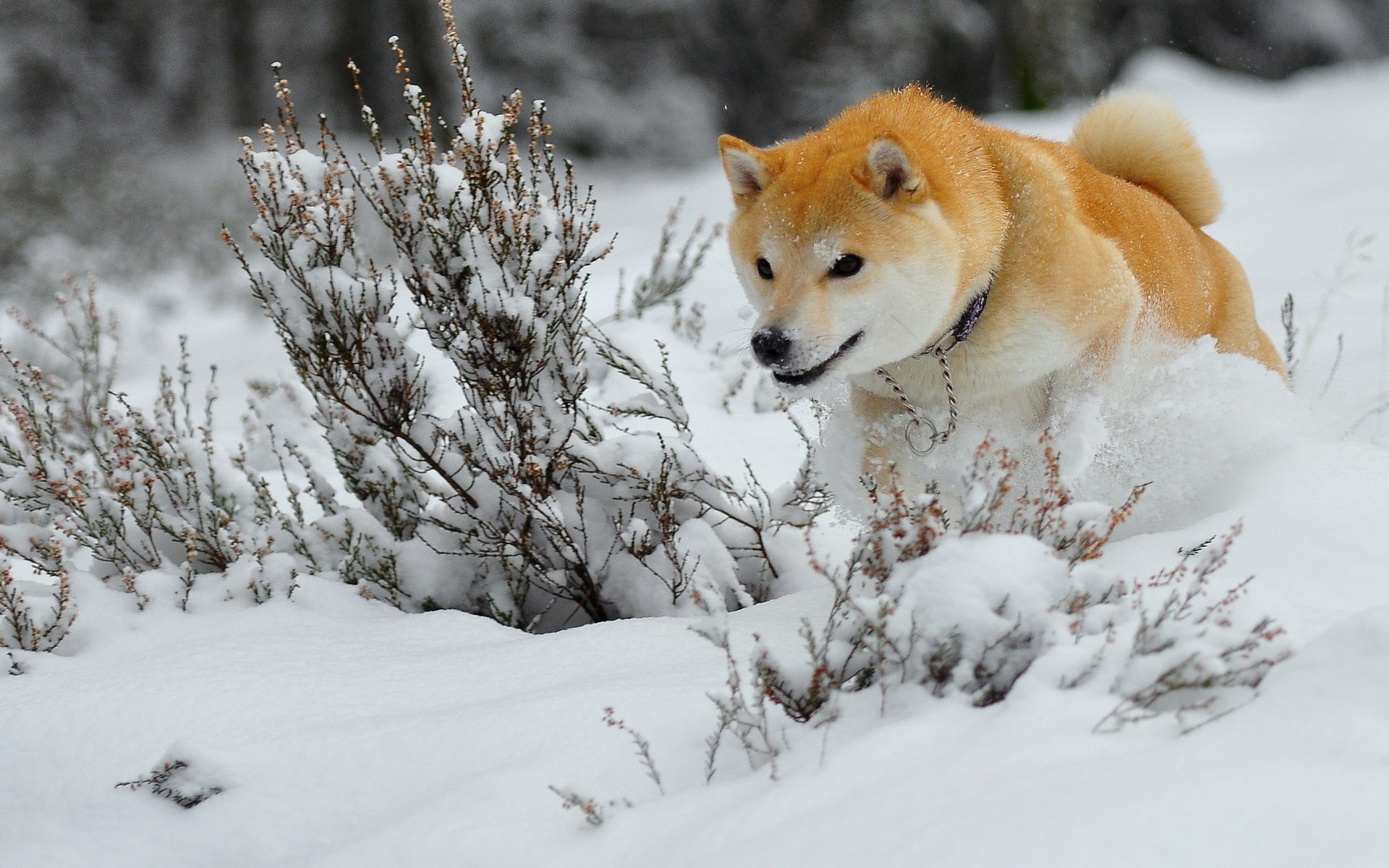 chien hiver neige