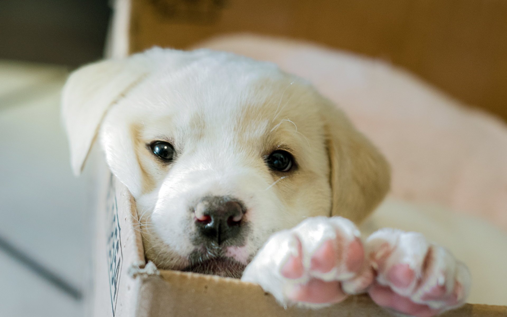 perro cachorro caja