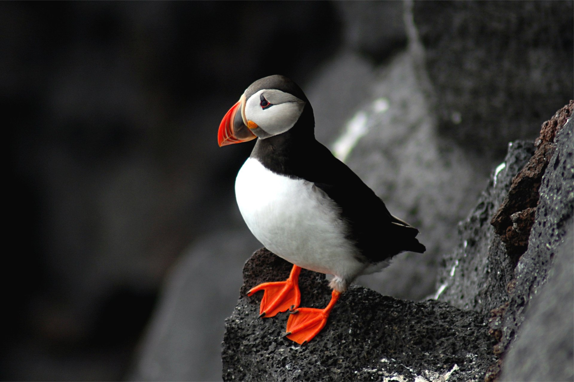 птица puffin fratercula arctica атлантический тупик скала