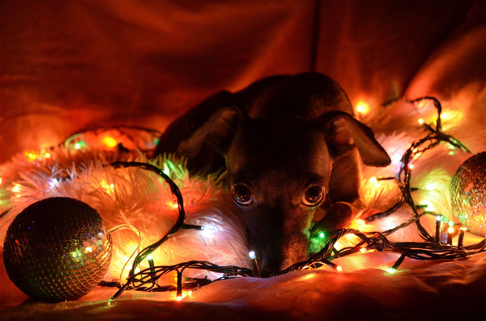 cane luci capodanno tristezza speranza