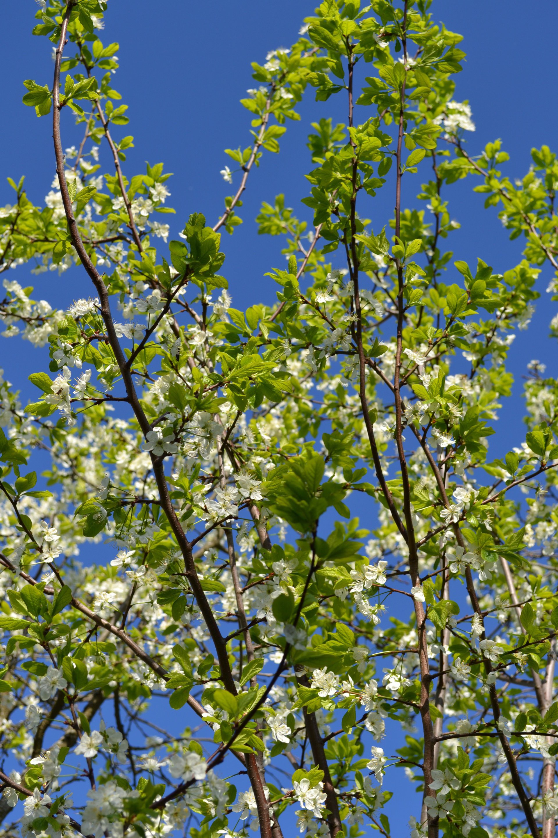 blumen frühling