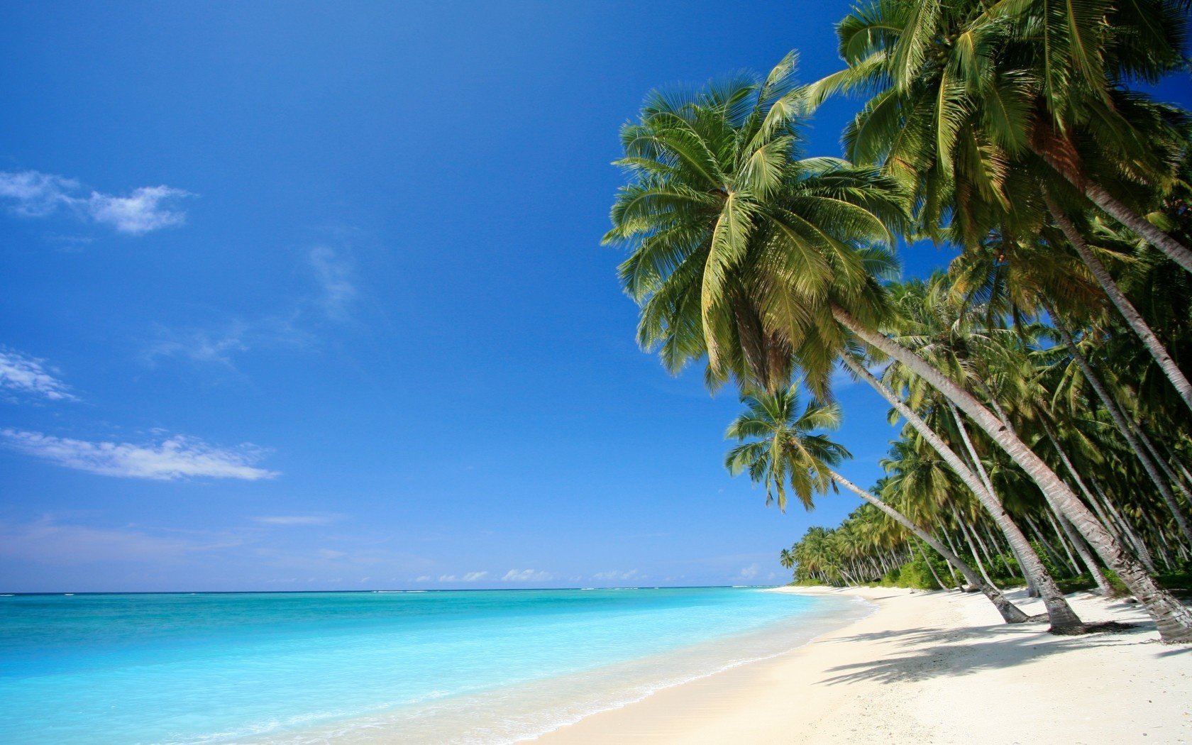 tropen palmen sand meer strand