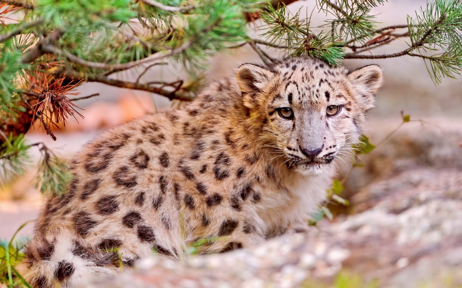 léopard des neiges snow leopard uncia uncia chaton irbis regarde