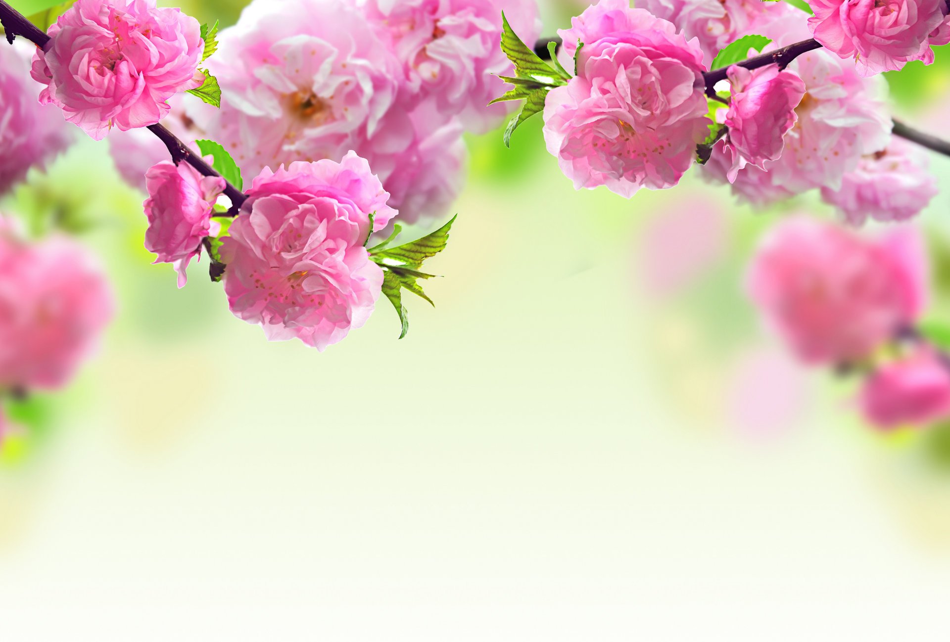 flowers flowering branches pink spring