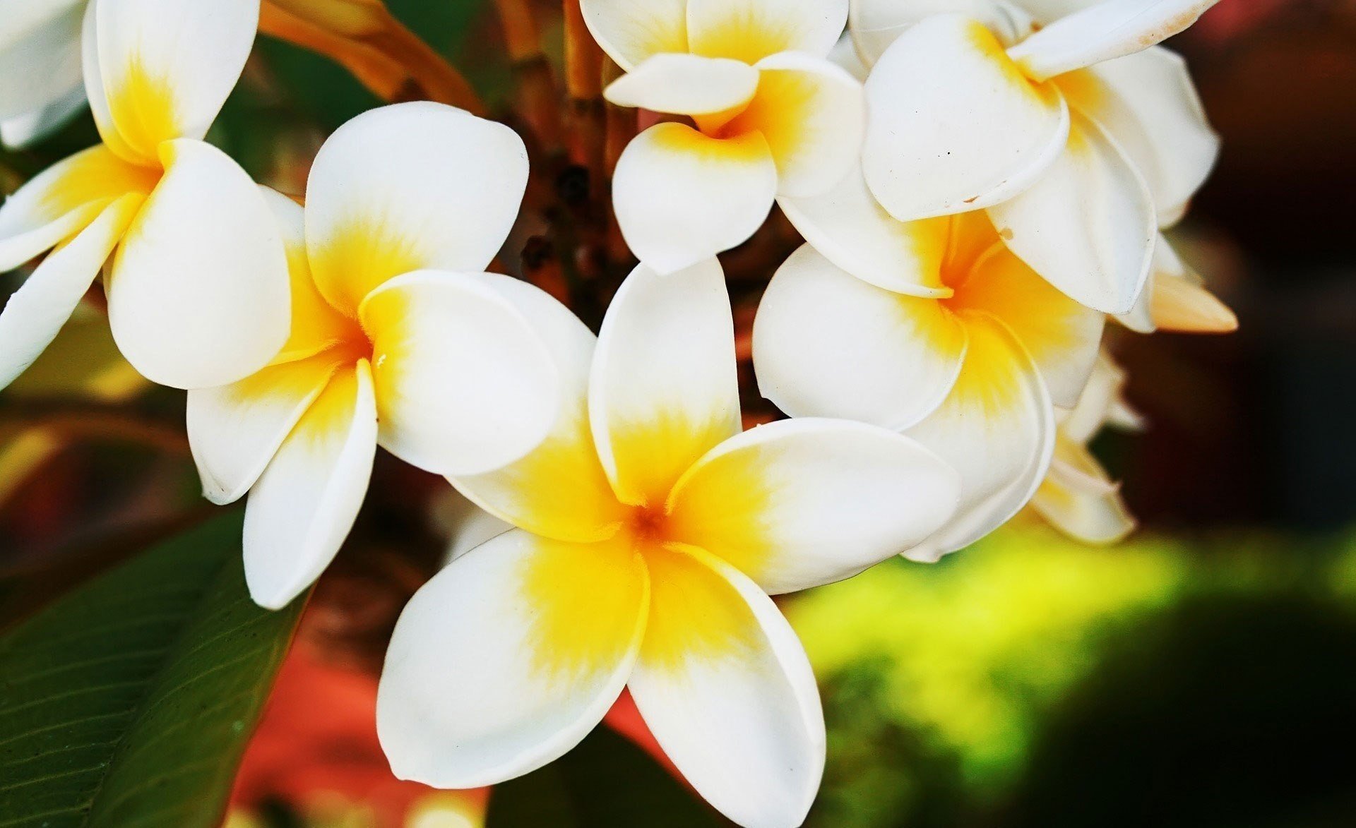 flowers greens leaves petal