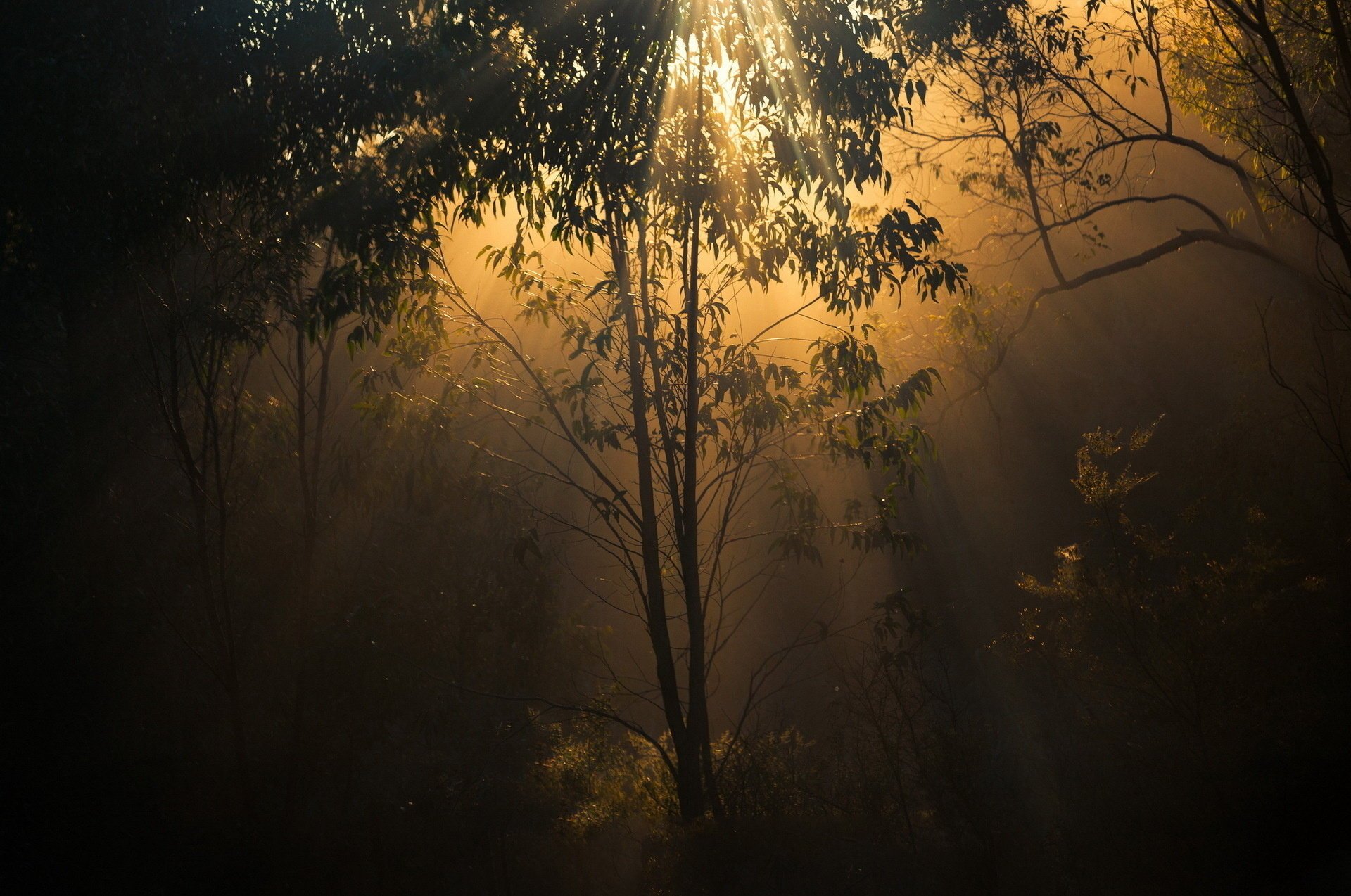 forest light twilight trees nature