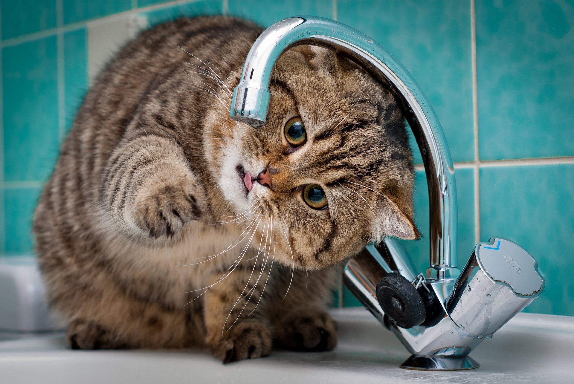 grifo fregadero cuarto de baño gato