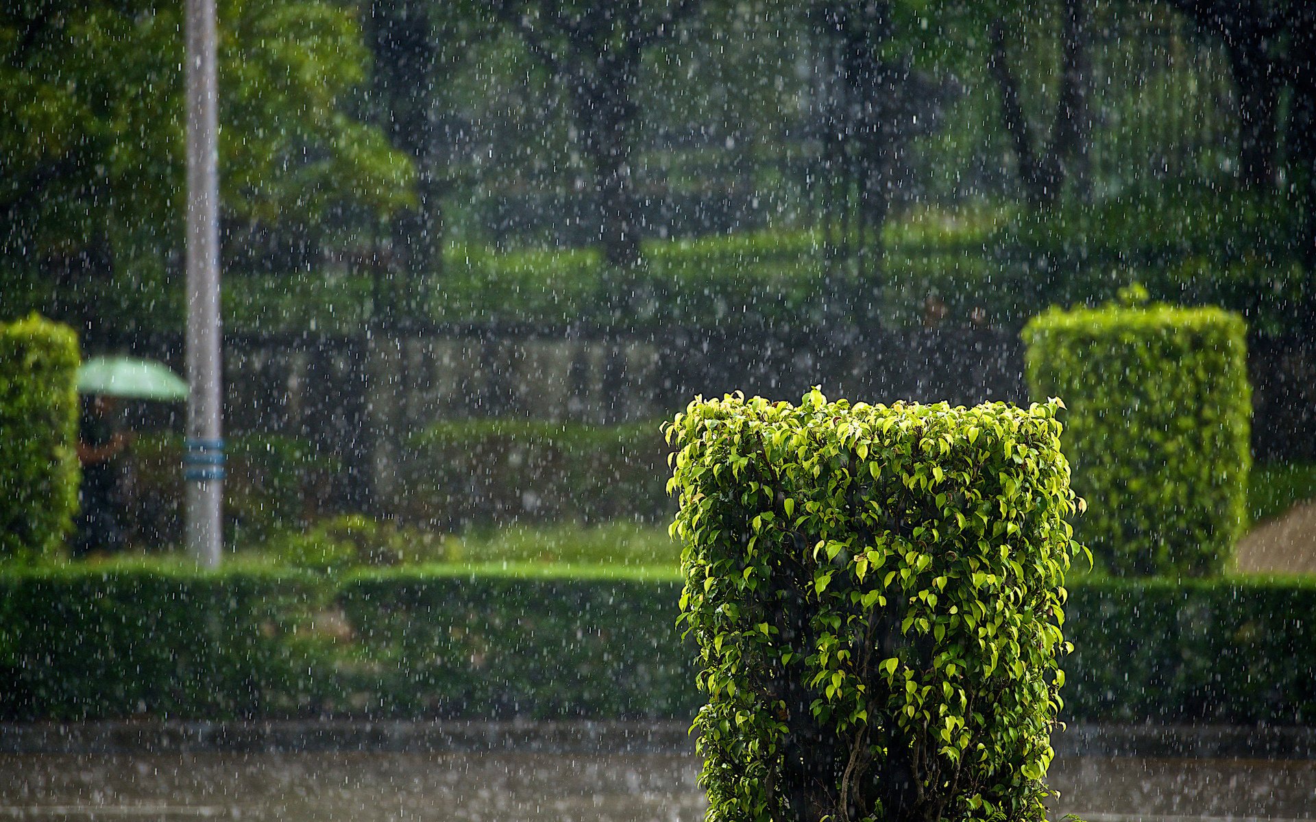 race pluie rue verdure buisson ville