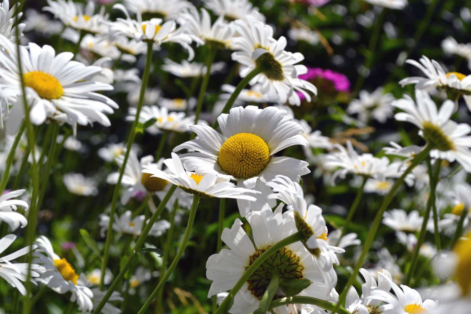 blumen sommer