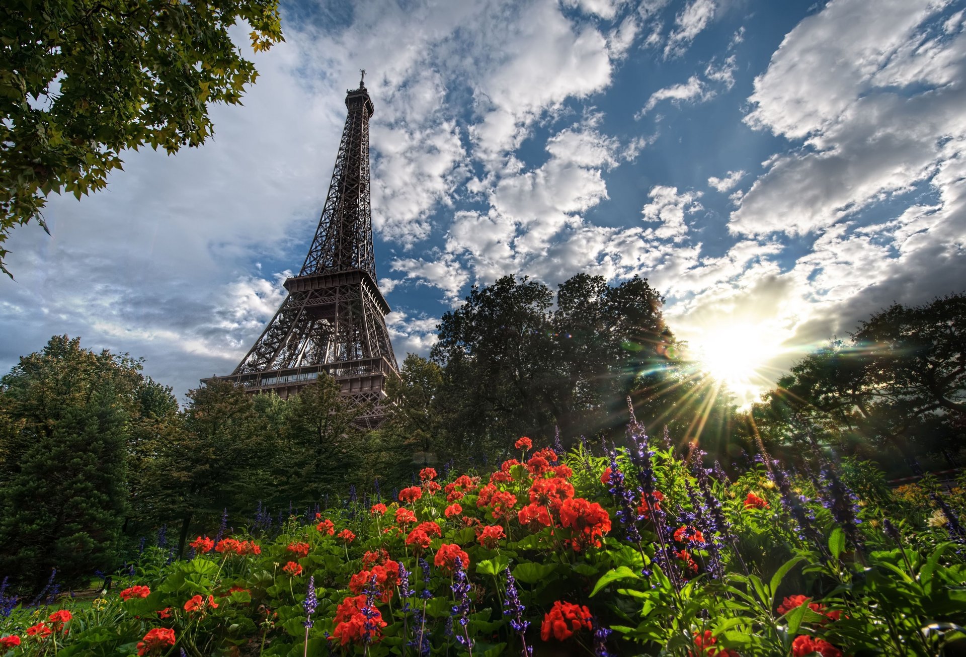 paris eiffel tower flower sun tree