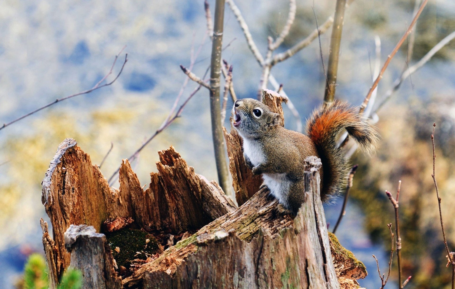 natura ceppo rami scoiattolo muschio piante sfocatura