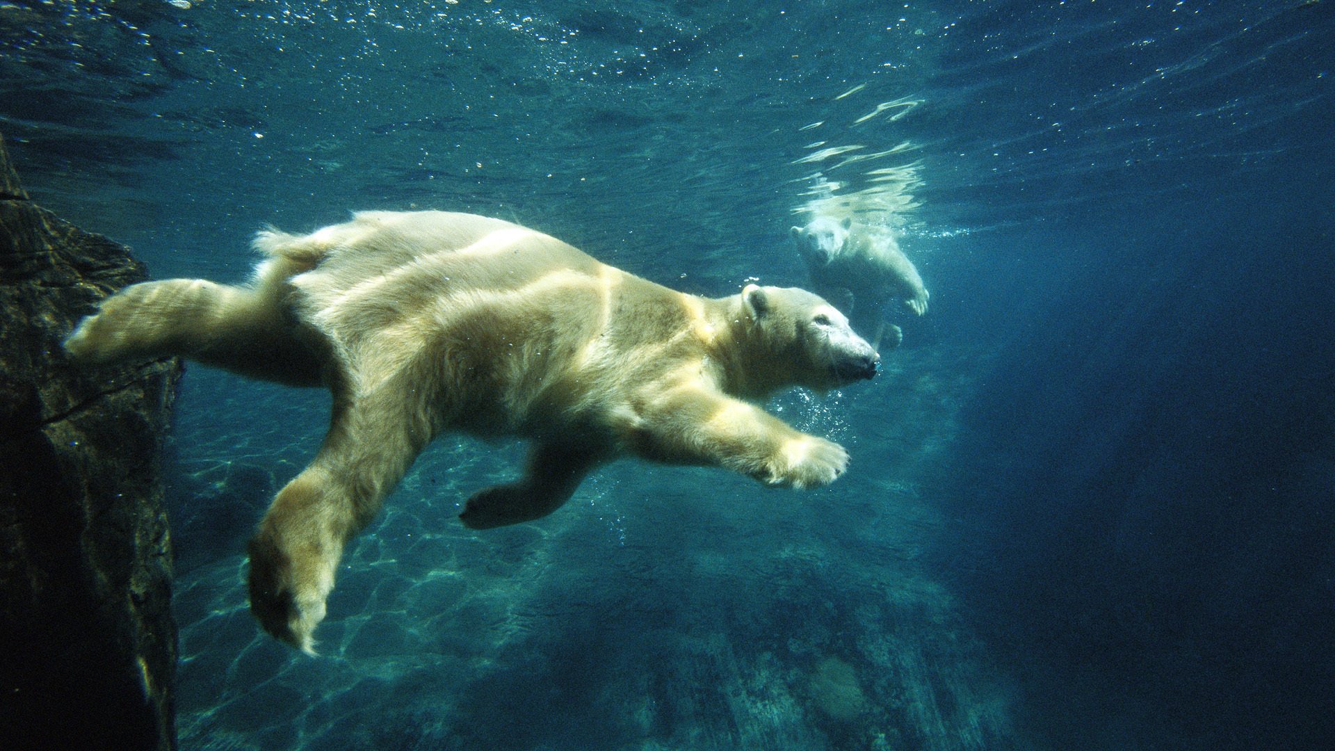 polar bear swimming under water