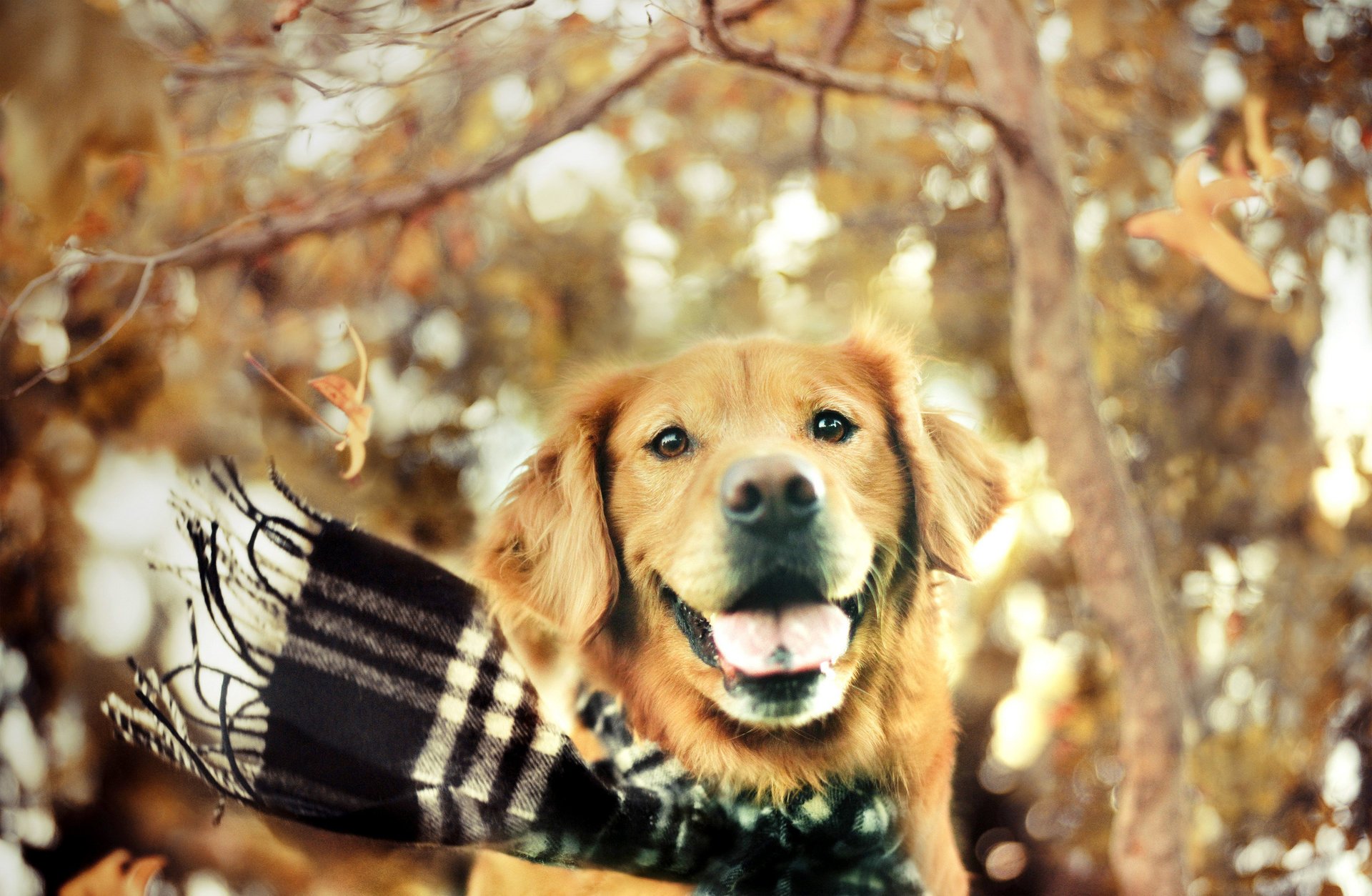 chien écharpe automne