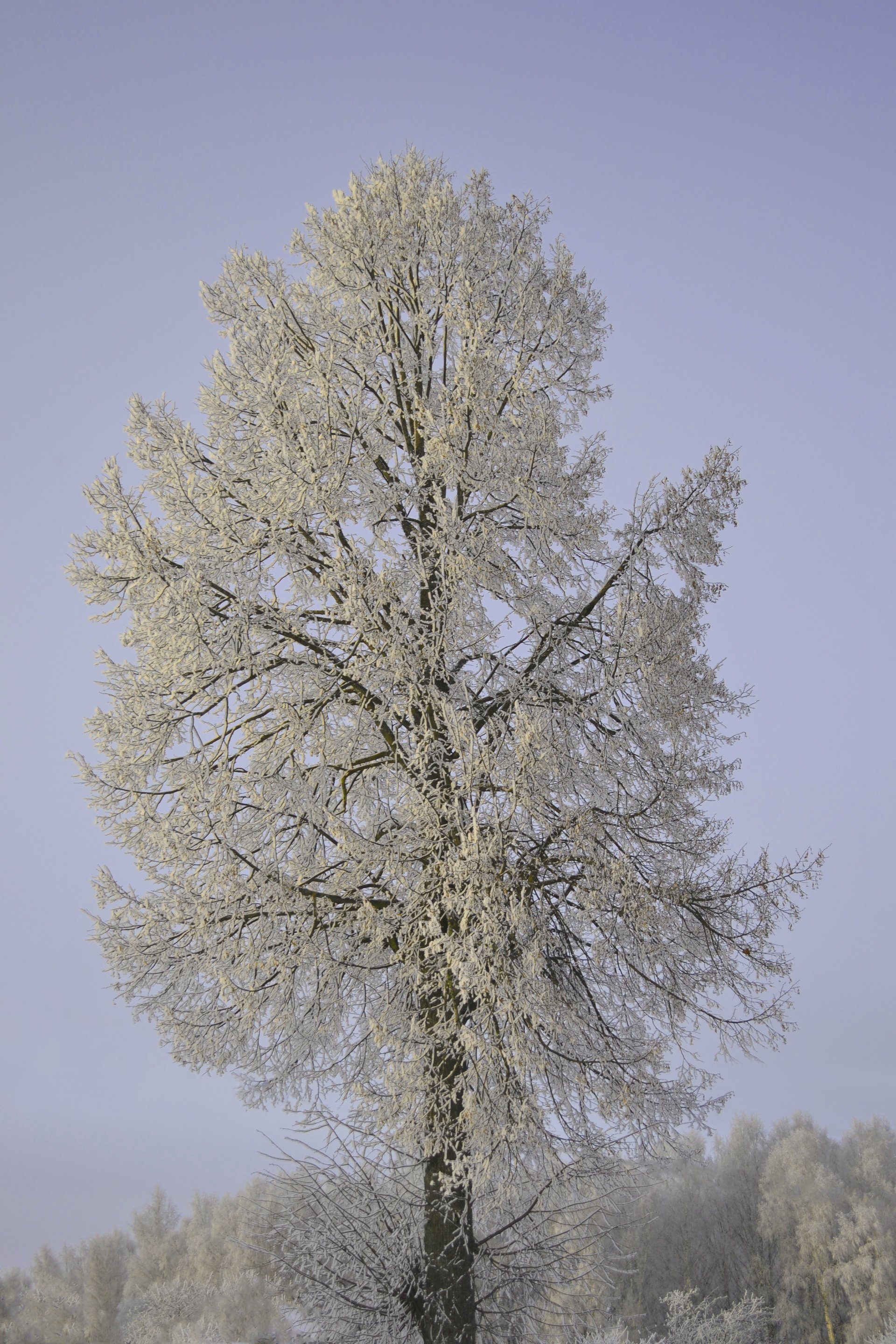 winter forest