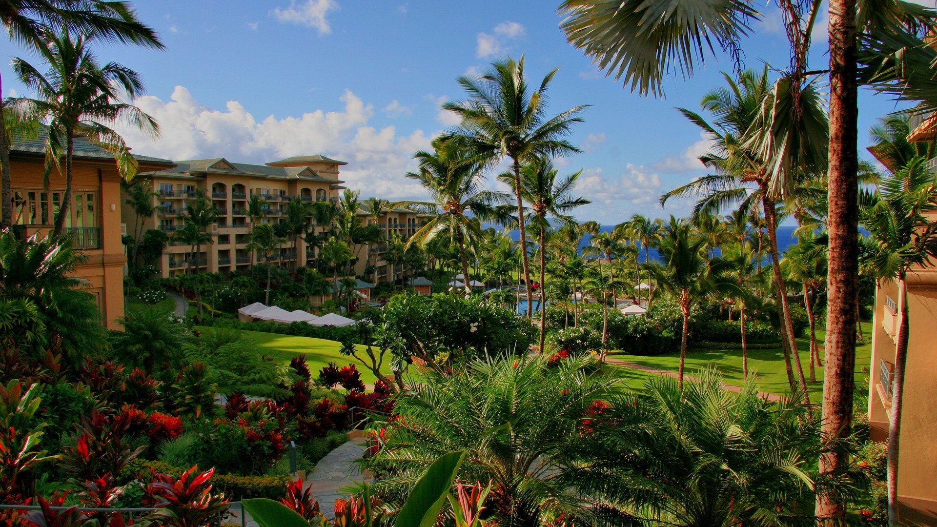 hawaii hotel palmen schwimmbad meer blumen