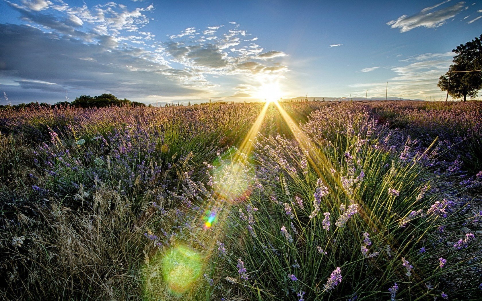 natur licht feld sommer landschaft