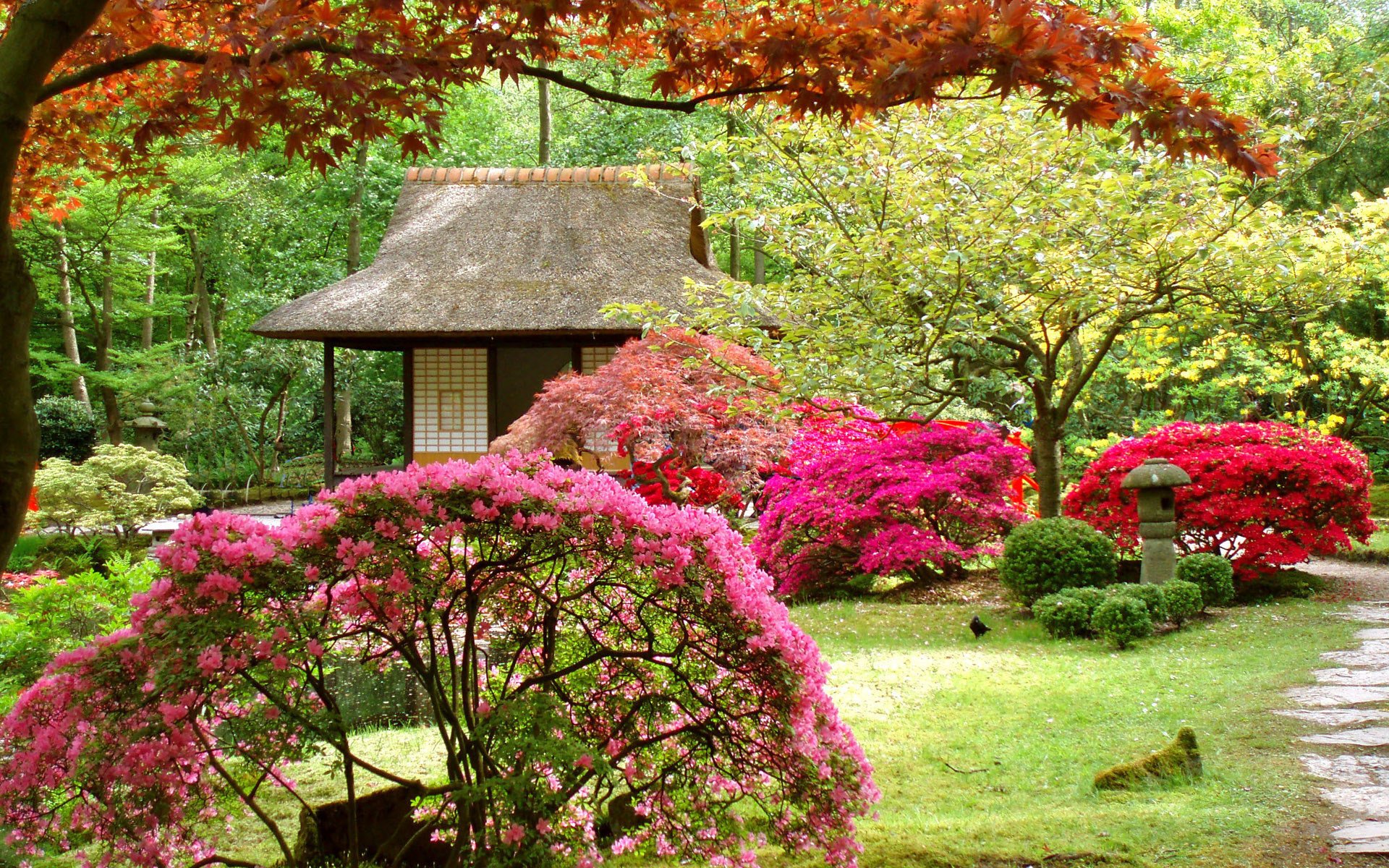 jardin japonais paysage maison arbres