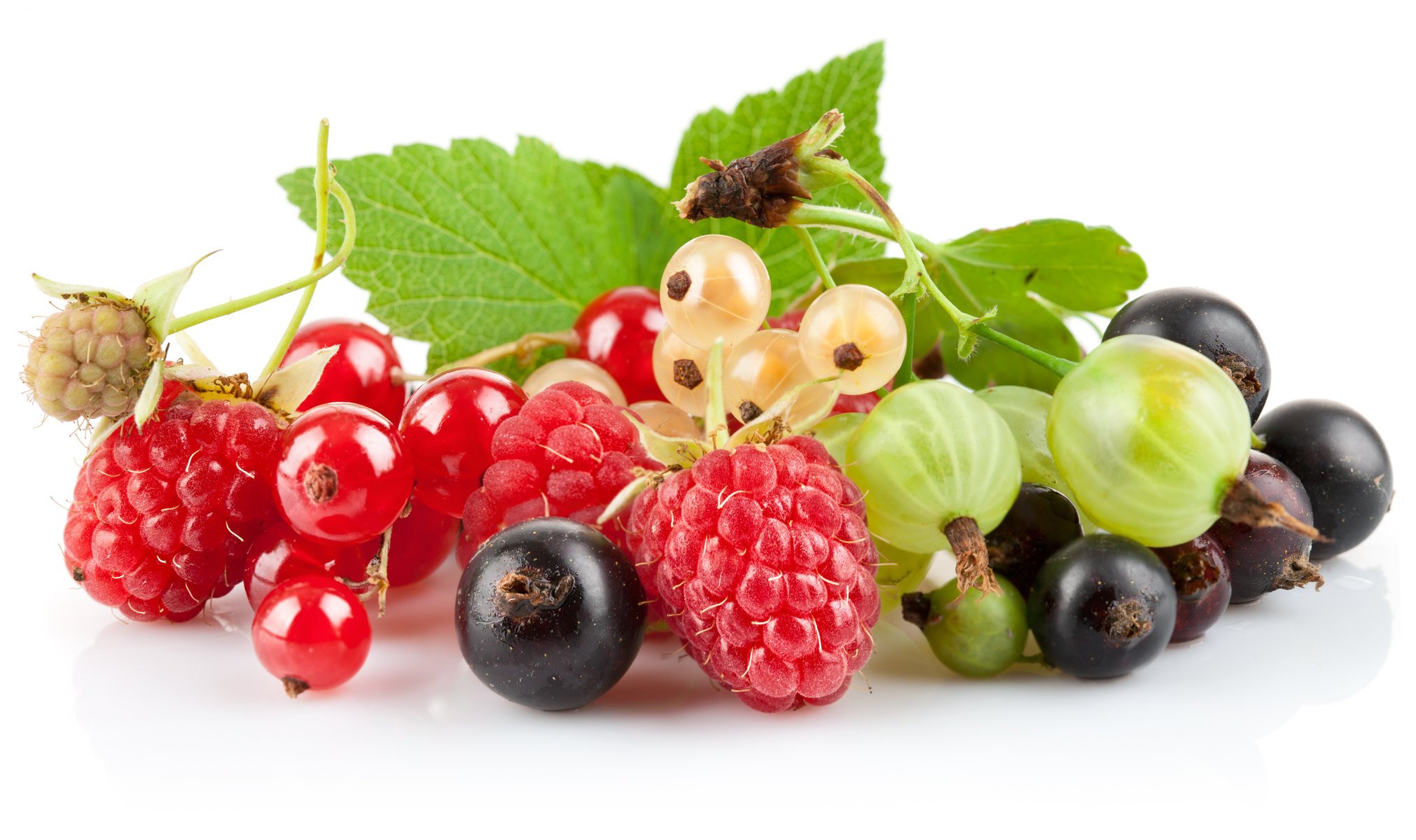 black currant berries gooseberry red currant