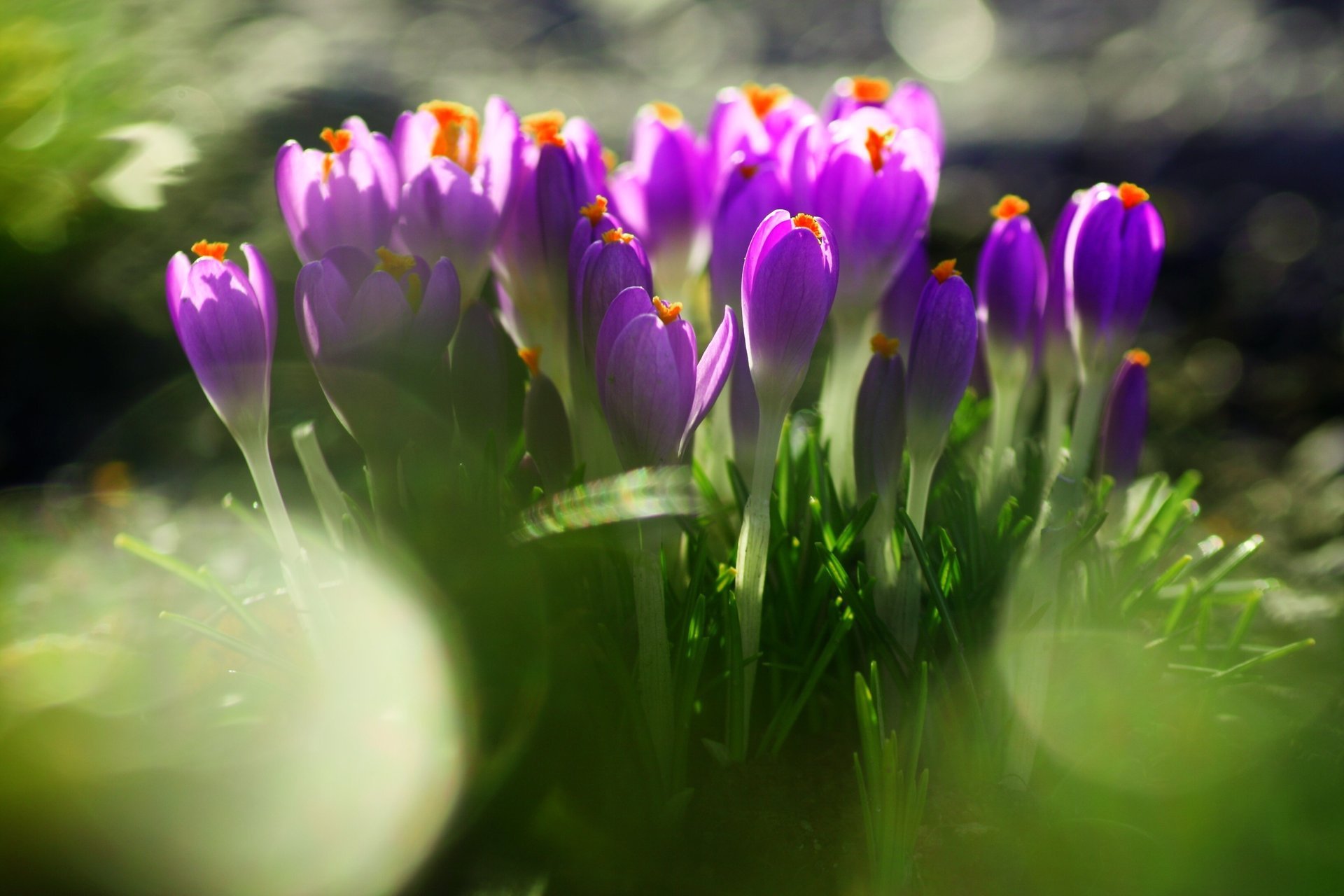 krokusse blumen primeln lila