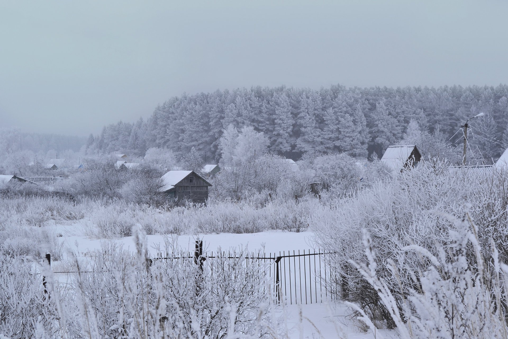 invierno bosque