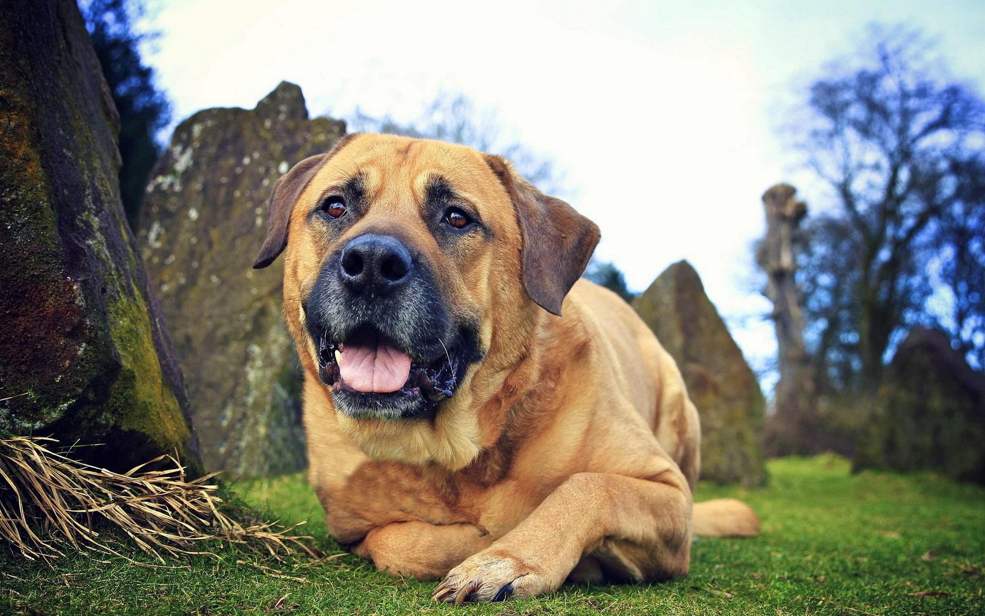 sguardo cane amico