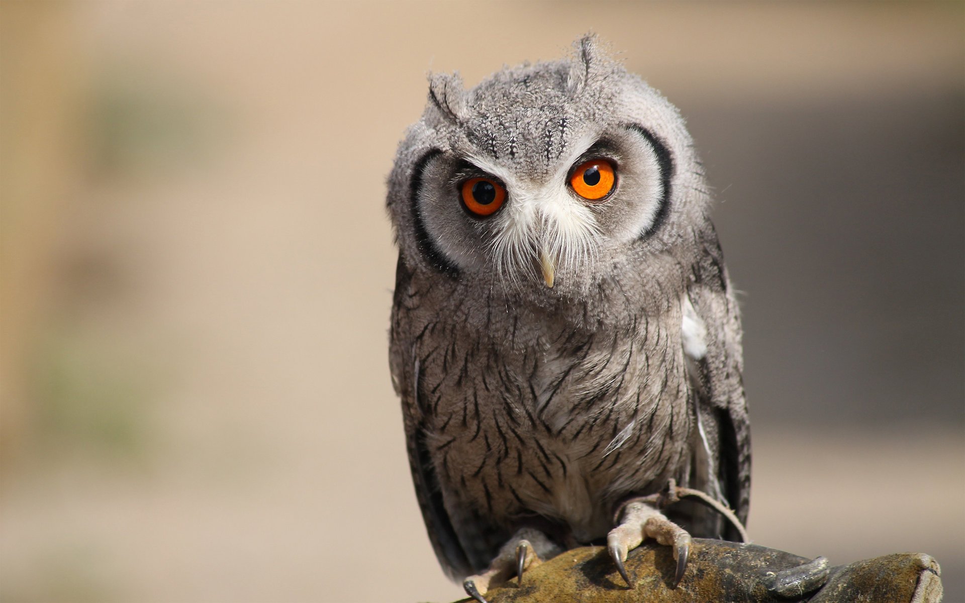 hibou oiseau prédateur