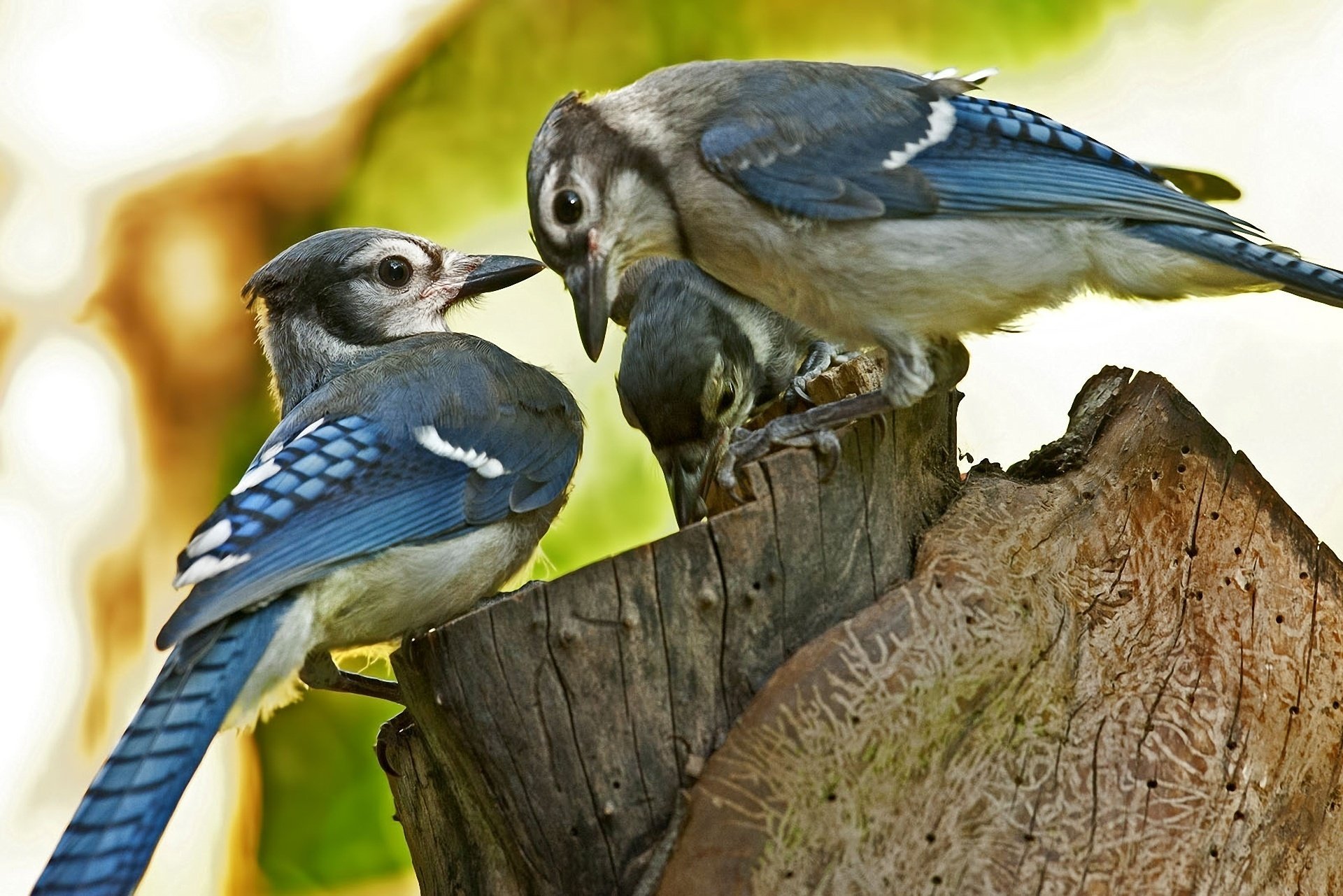 blue jay tocón macro desenfoque aves tocón tres