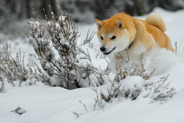 Roter Hund jagt im Winterwald