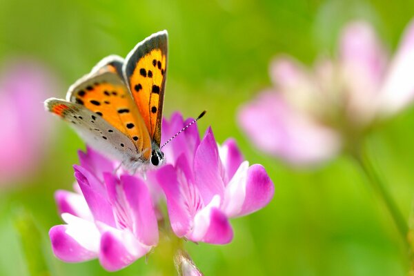 Sommer-Schmetterling setzte sich auf eine rosa Blume