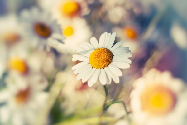 White daisies with a yellow center