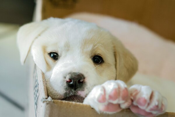 Cute paws. A puppy in a box