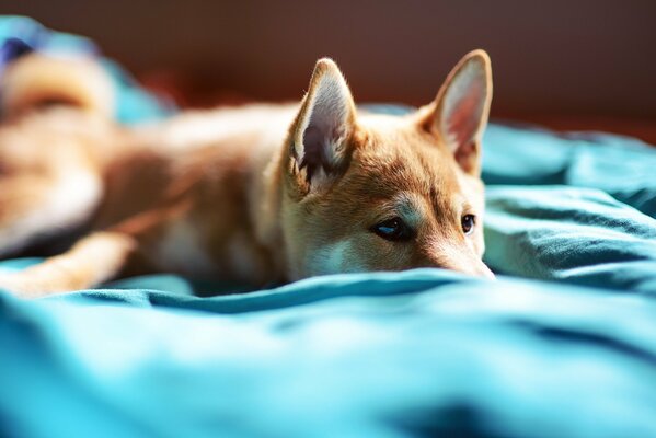 Cachorro en la cama en sábanas azules