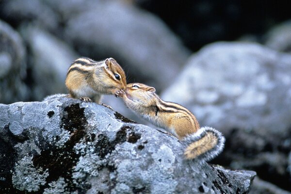 Два бурундука целуются на камне