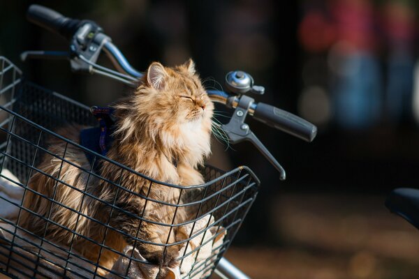 Pelirroja peludo gato disfruta de montar en bicicleta